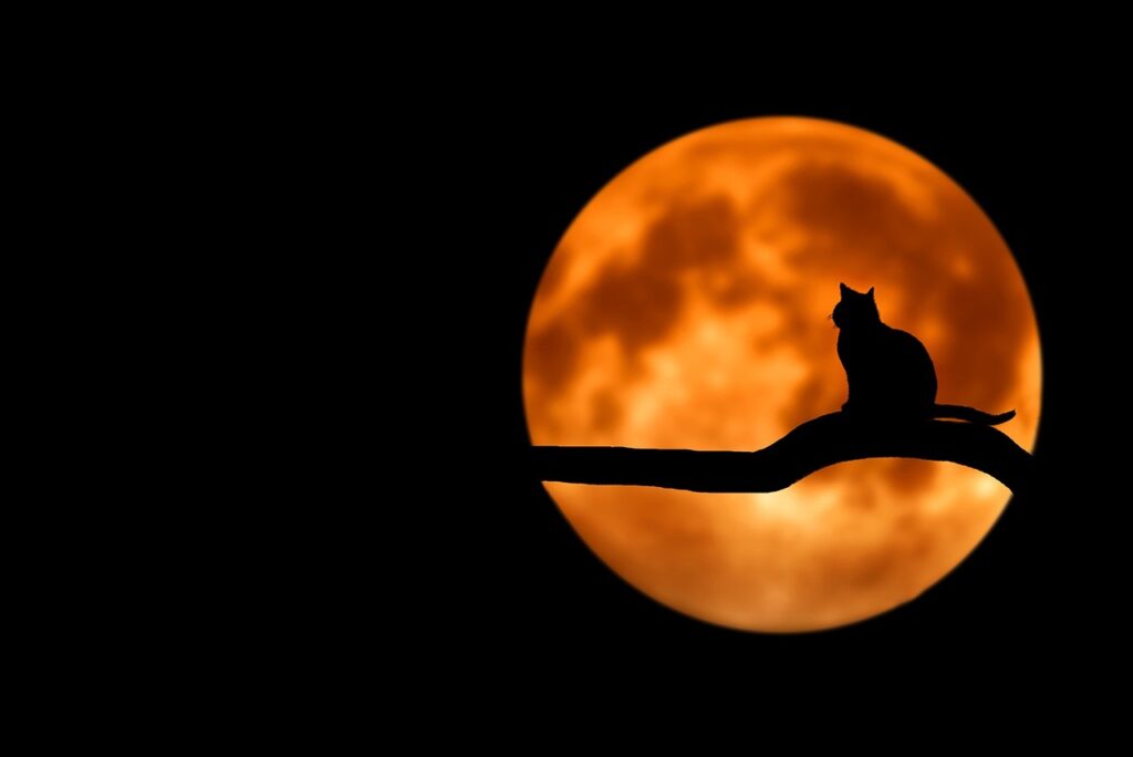 tree, cat, nature, pet, animal, silhouette, moon, full moon, moonlight, luna, lunar, cat silhouette, branch, night sky, dark sky, night, backlighting, black cat, halloween